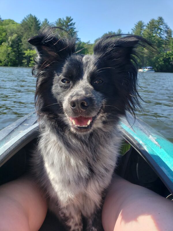 Very Important Pets | Madison WI