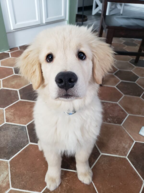 Very Important Pets | Madison WI