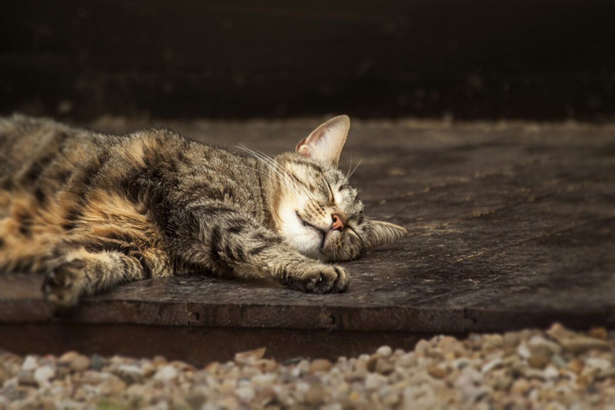 Very Important Pets | Madison WI