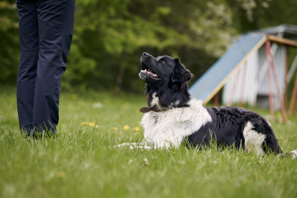 Dog looking up on owner during obedience training vip wisconsin pets