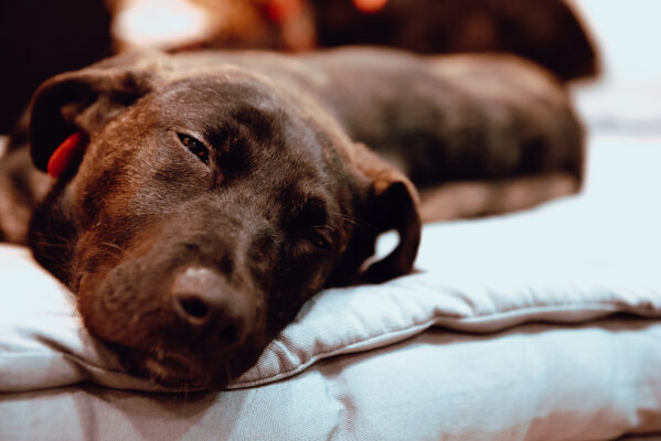 Dog sleeping and lying on floor