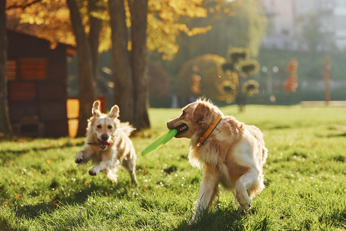 Very Important Pets | Madison WI