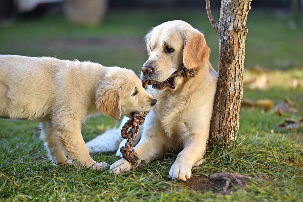 Very Important Pets | Madison WI