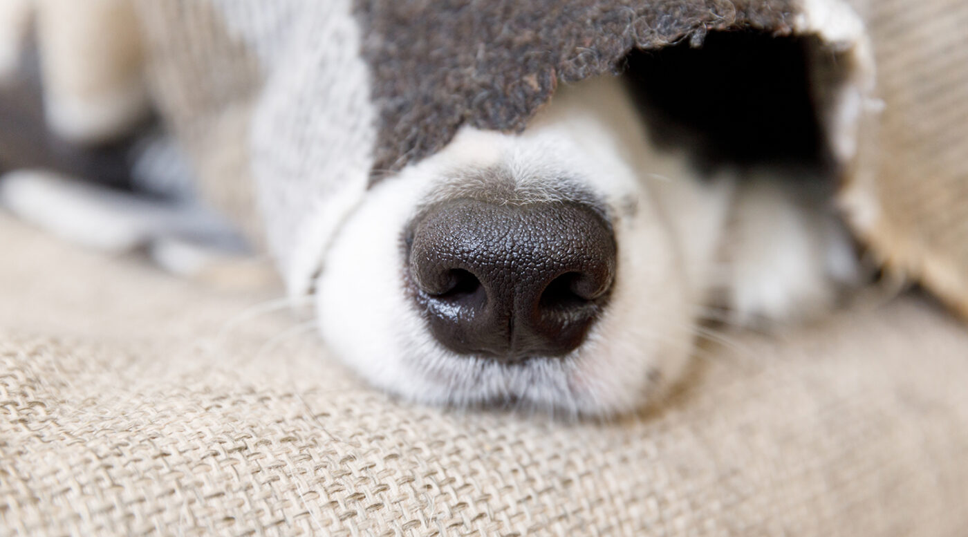 Very Important Pets | Madison WI